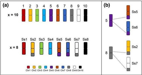 我校國家甘蔗工程技術(shù)研究中心鄧祖湖團隊開發(fā)甘蔗染色體全涂染探針揭示甘蔗復合體不同物種間染色體融合