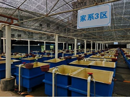 廈門市海洋與水產(chǎn)學(xué)會海洋文化與科普專業(yè)委員會晉江圍頭調(diào)研